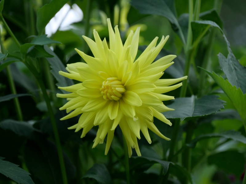 ダリア ブリリアントスター