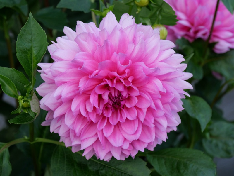 ダリア マジックピンク