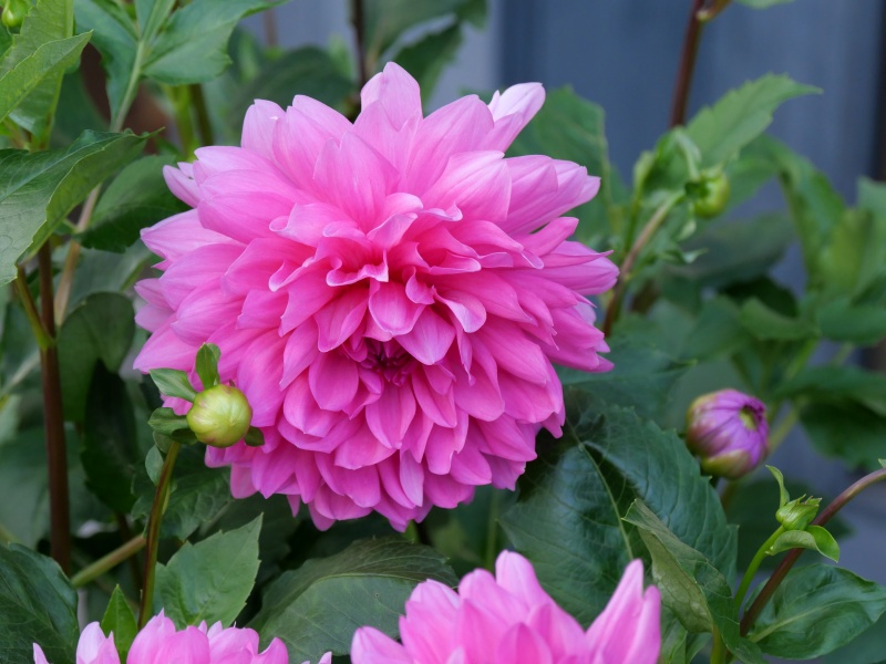 ダリア マジックピンク