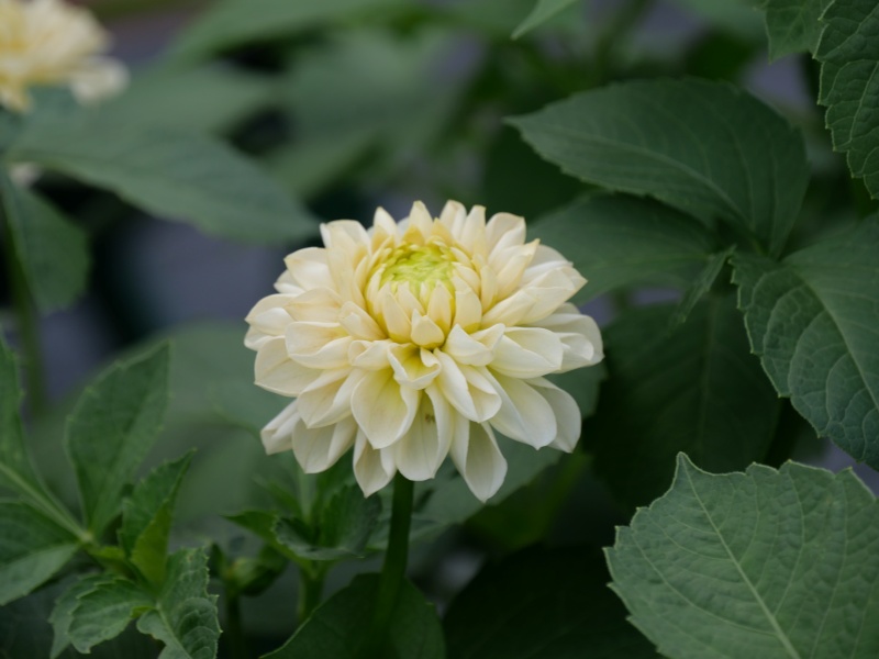 ダリア マドレーヌムーン