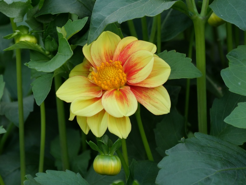 ダリア みかん山