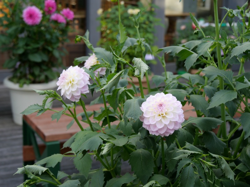 ダリア ミルキーピーチ