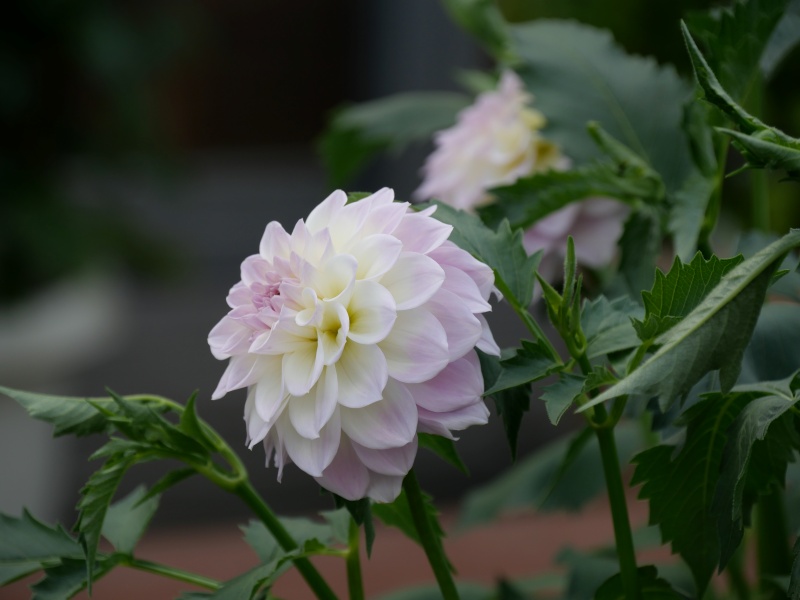 ダリア ミルキーピーチ