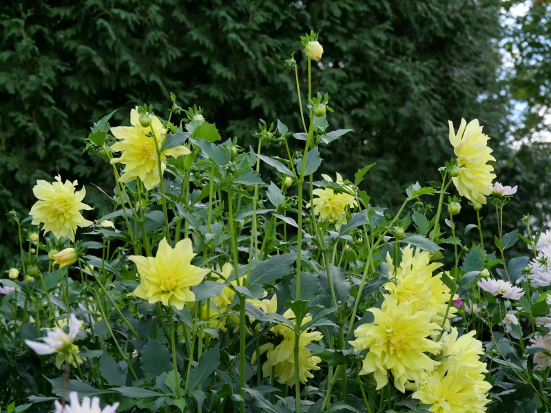 ダリア ムーンライトセレナーデ