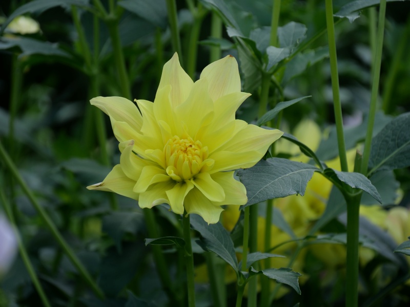 ダリア ムーンライトセレナーデ