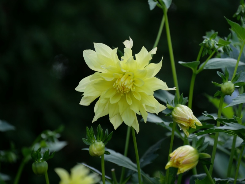 ダリア ムーンライトセレナーデ