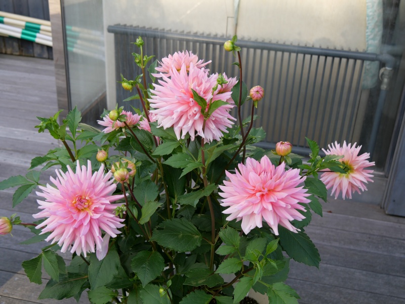 ダリア ムーンワルツ