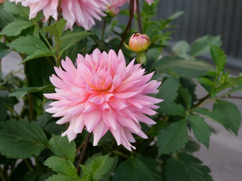 ダリア ムーンワルツ