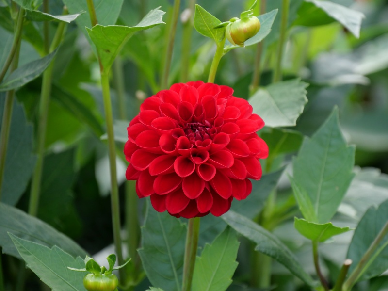 ダリア レッドスター