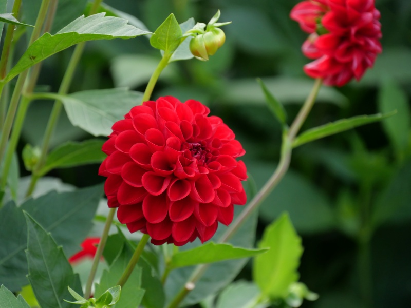 ダリア レッドスター