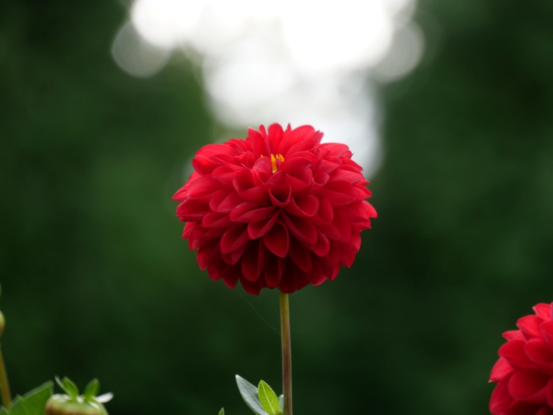 ダリア レッドスター