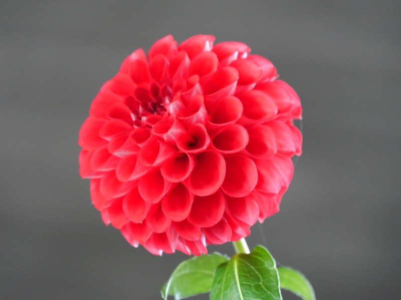 ダリア レッドスター