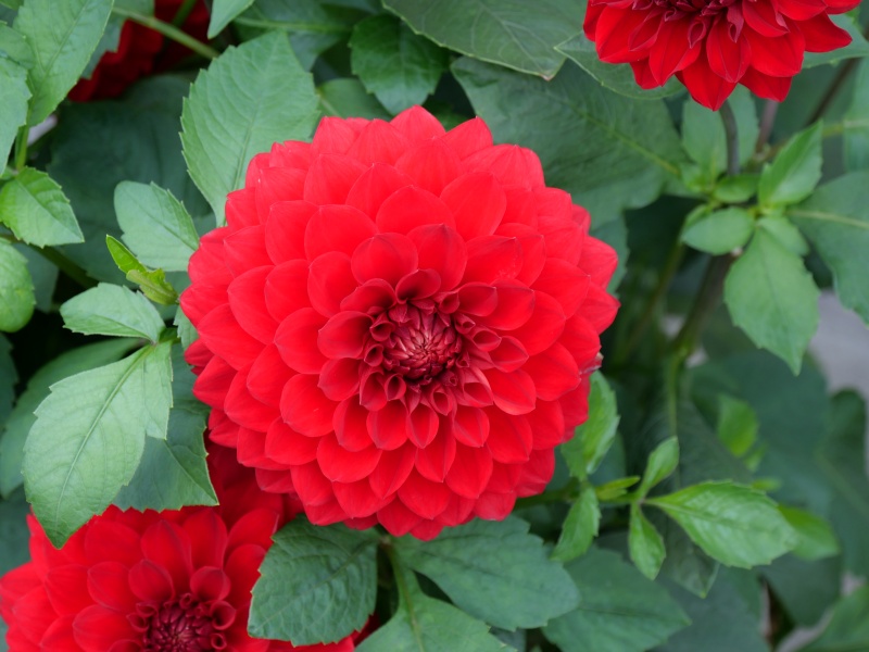 ダリア レッドベル