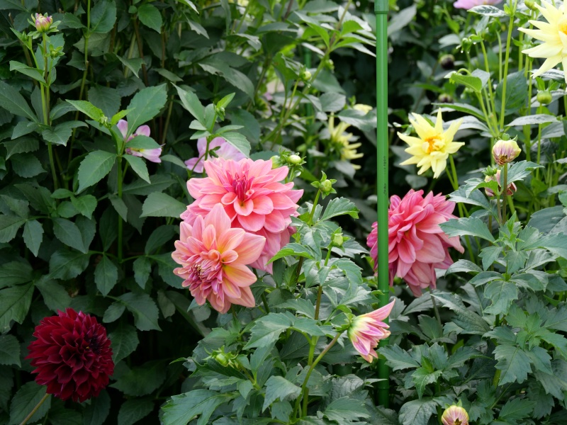 ダリア ローズ茜