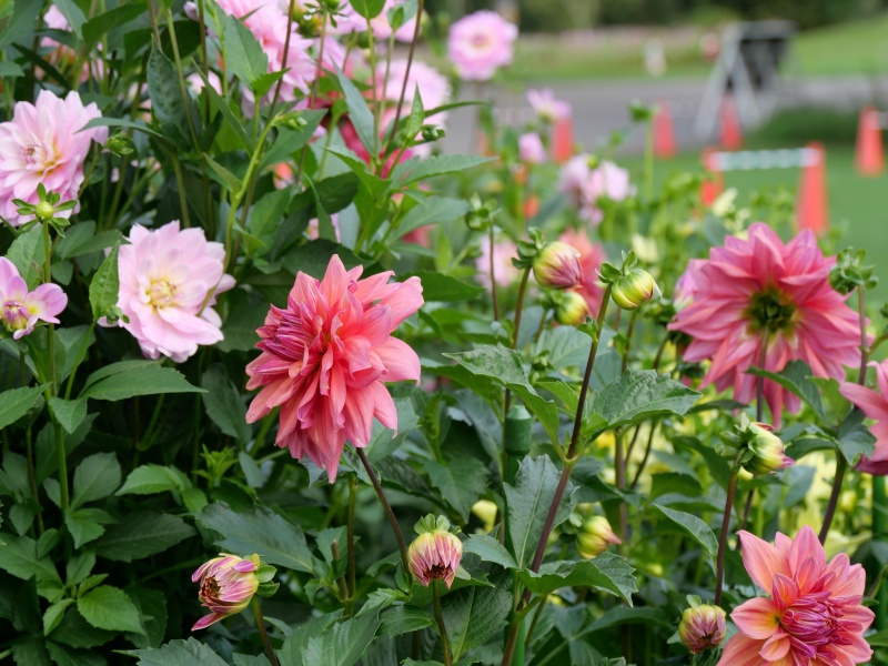 ダリア ローズ茜