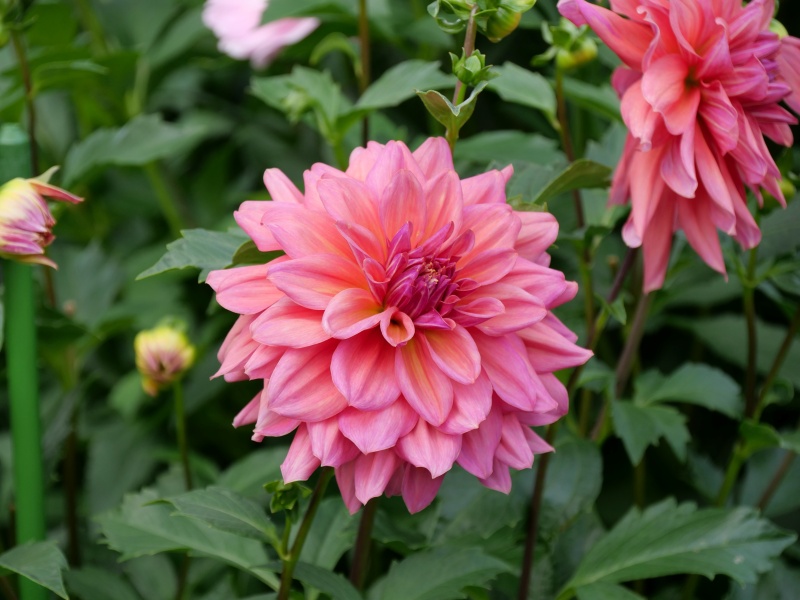 ダリア ローズ茜