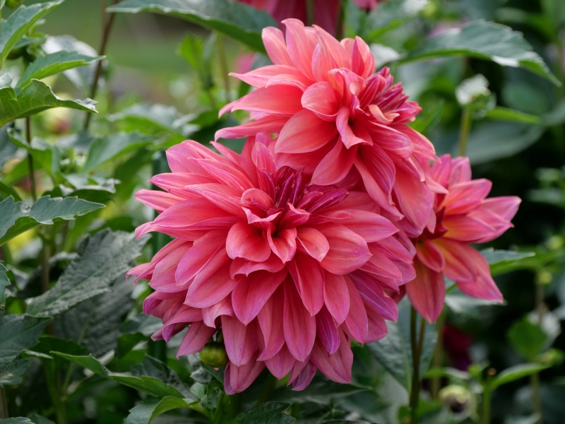 ダリア ローズ茜