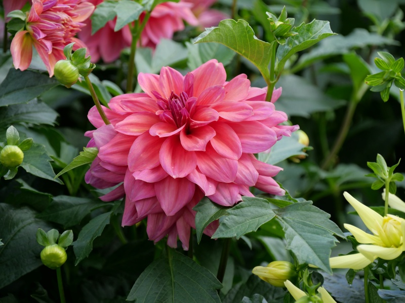 ダリア ローズ茜