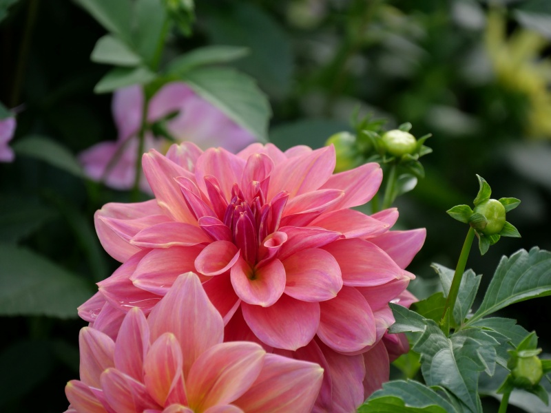 ダリア ローズ茜