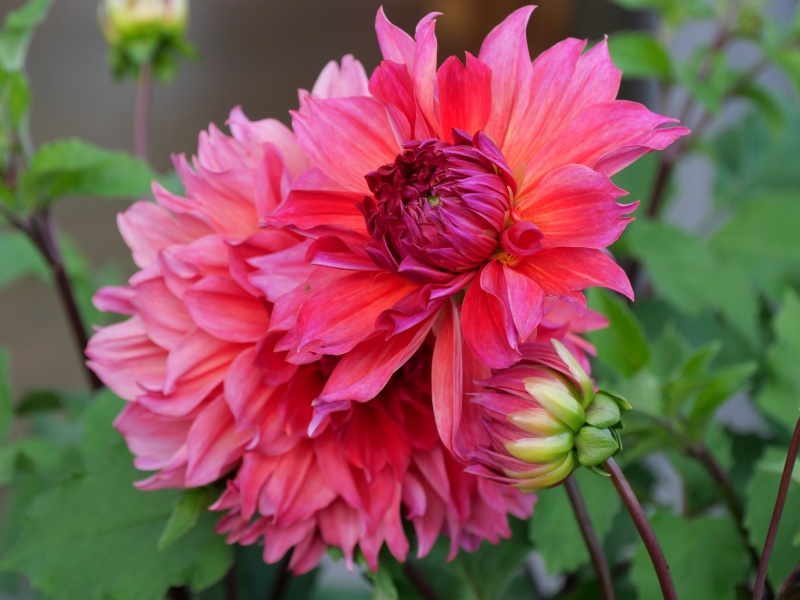 ダリア ロザリーゴールドン