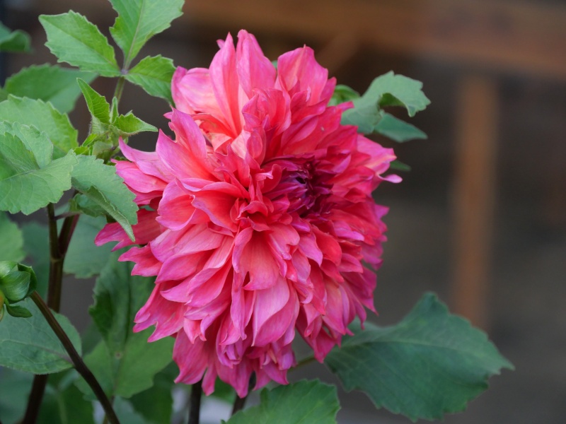 ダリア ロザリーゴールドン