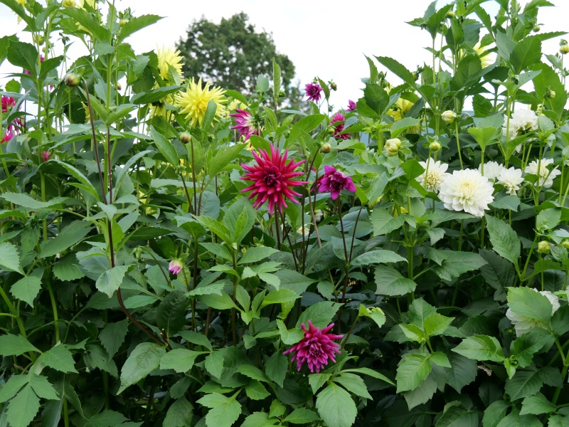 ダリア ワインパレード