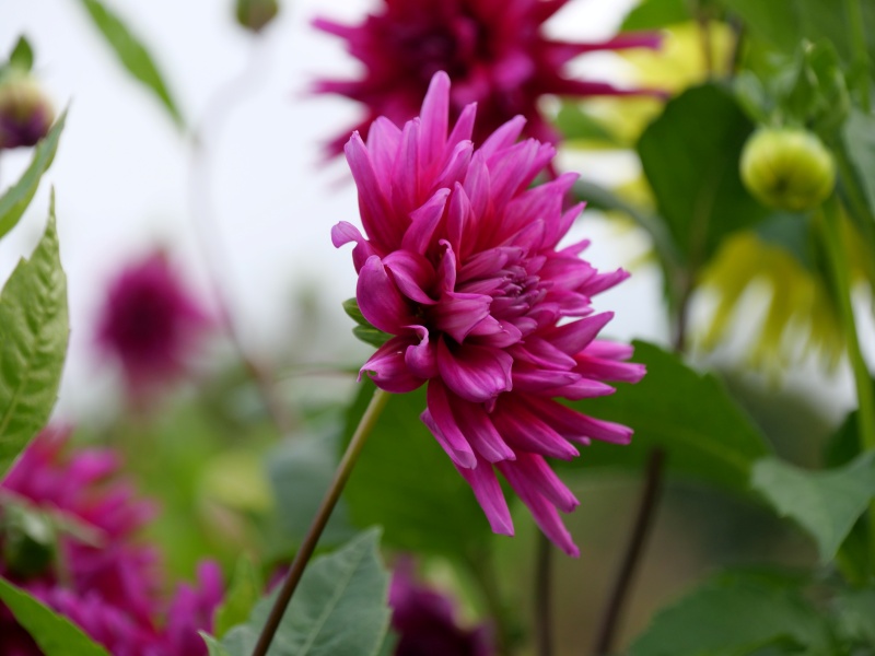 ダリア ワインパレード