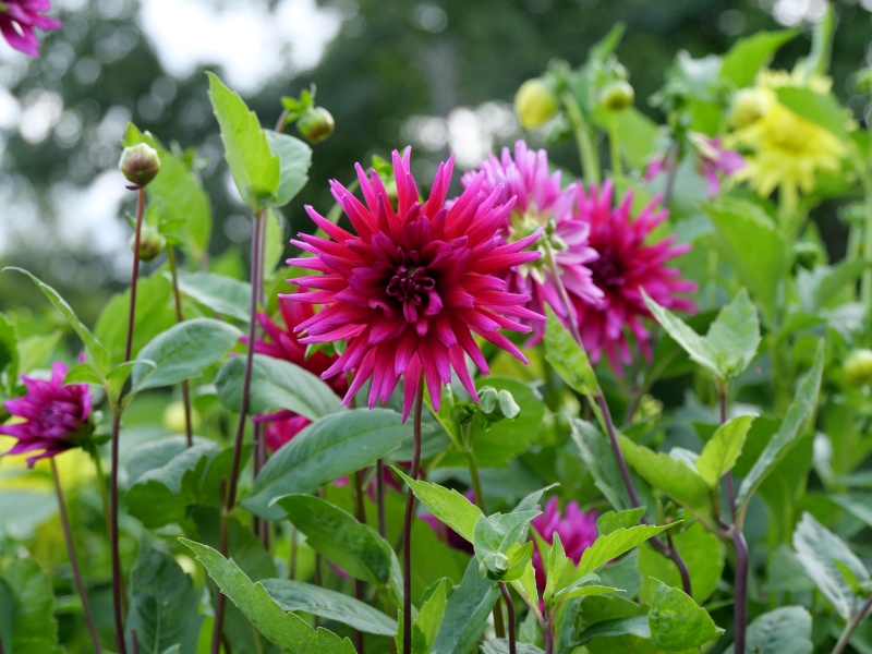 ダリア ワインパレード