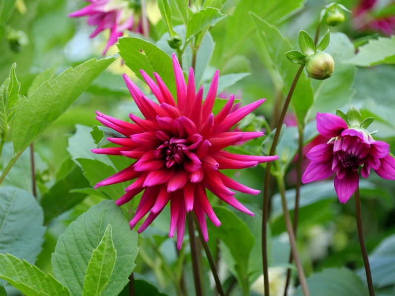 ダリア ワインパレード