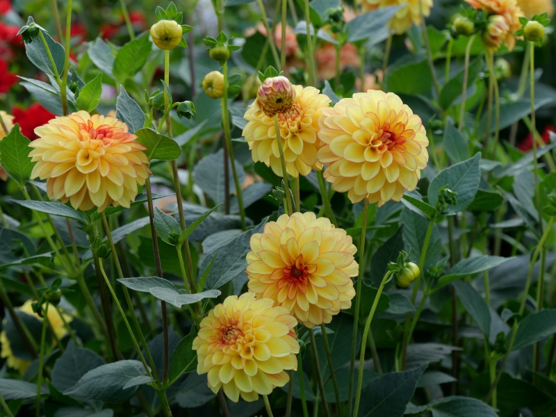 ダリア 花かんざし