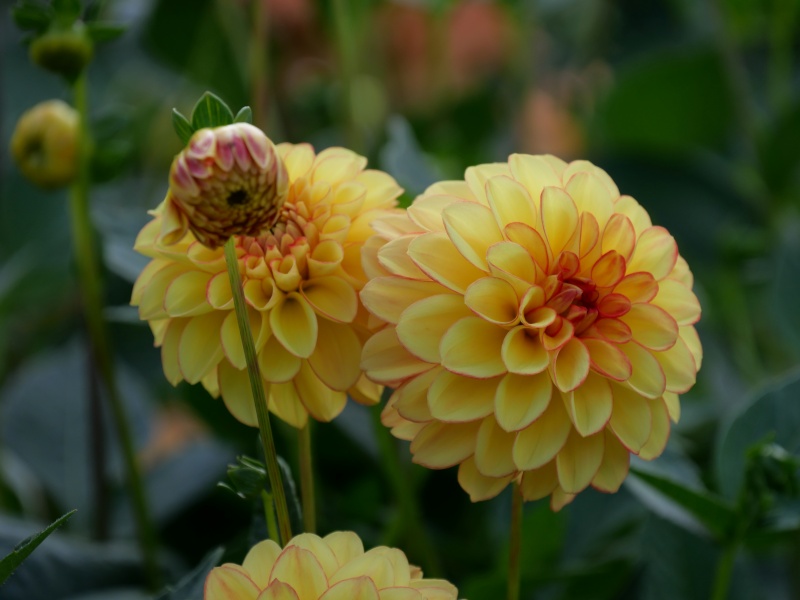 ダリア 花かんざし