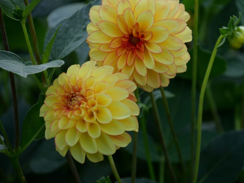 ダリア 花かんざし