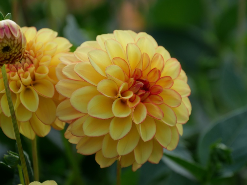 ダリア 花かんざし