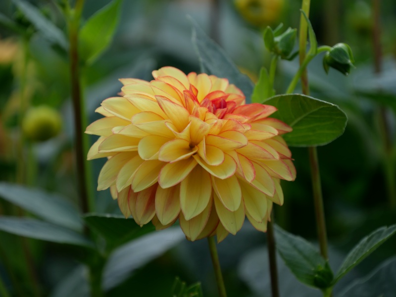 ダリア 花かんざし