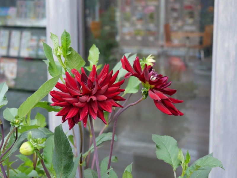 ダリア 夜の訪問者