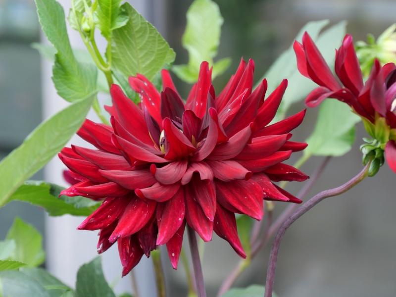 ダリア 夜の訪問者