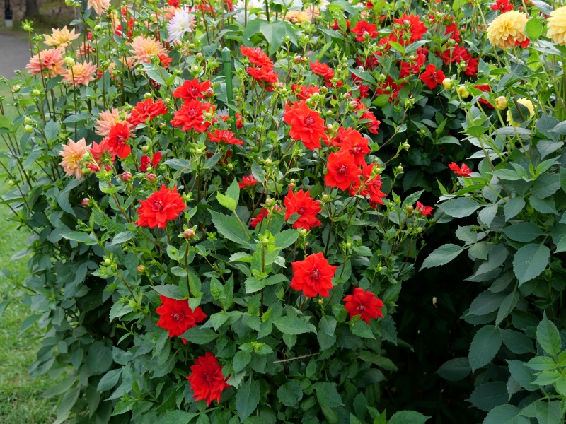 ダリア 夕日が丘