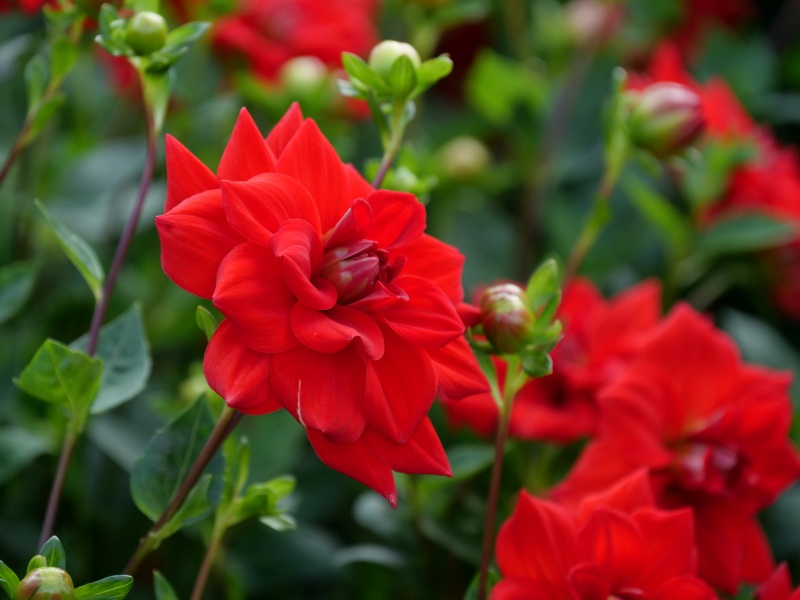 ダリア 夕日が丘