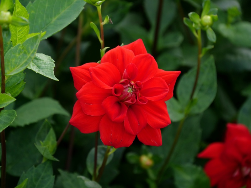 ダリア 夕日が丘