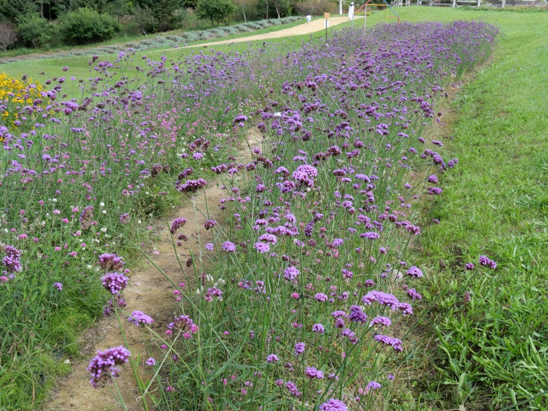 バーベナ ボナリエンシス(Verbena bonariensis)