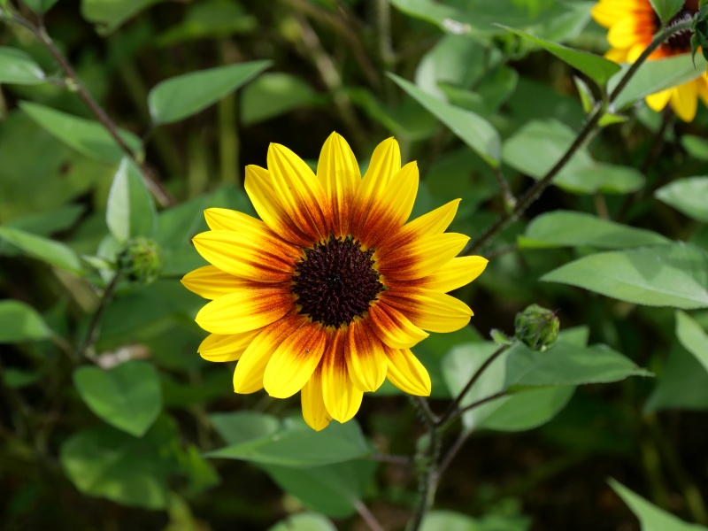 ヒマワリ サンビリーバブル