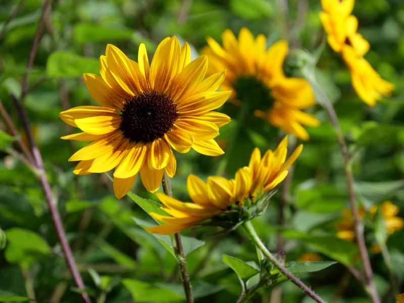 ヒマワリ サンビリーバブル