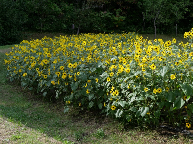 ヒマワリ サンフィニティー