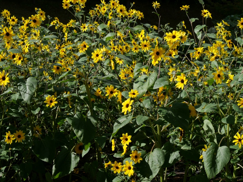 ヒマワリ サンフィニティー