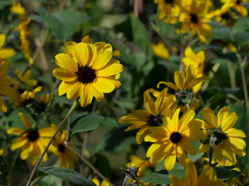 ヒマワリ サンフィニティー