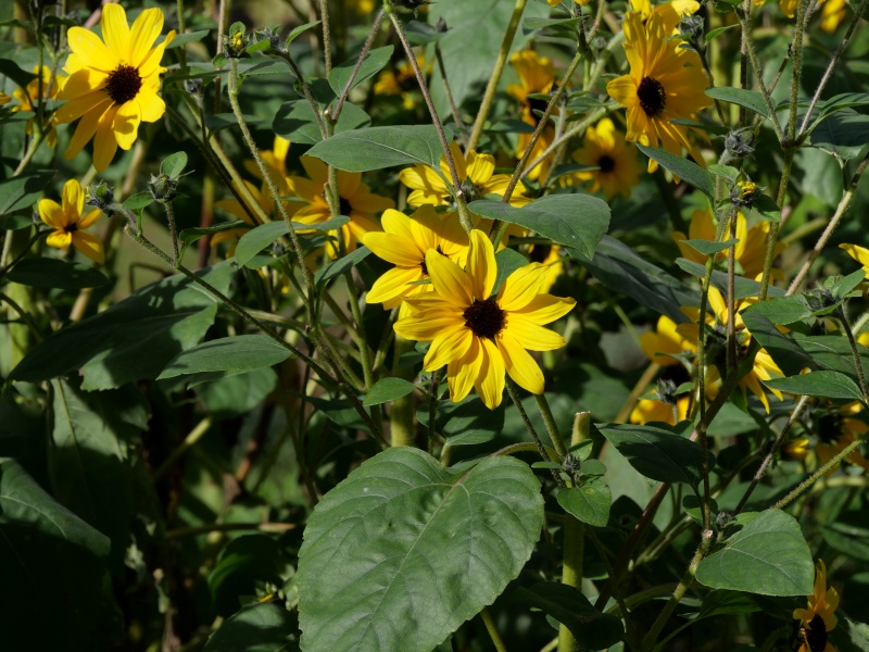 ヒマワリ サンフィニティー