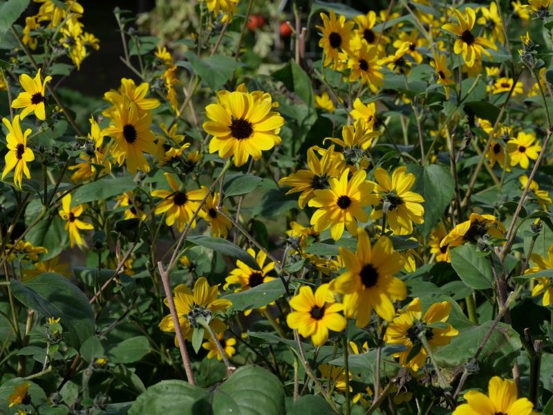 ヒマワリ サンフィニティー