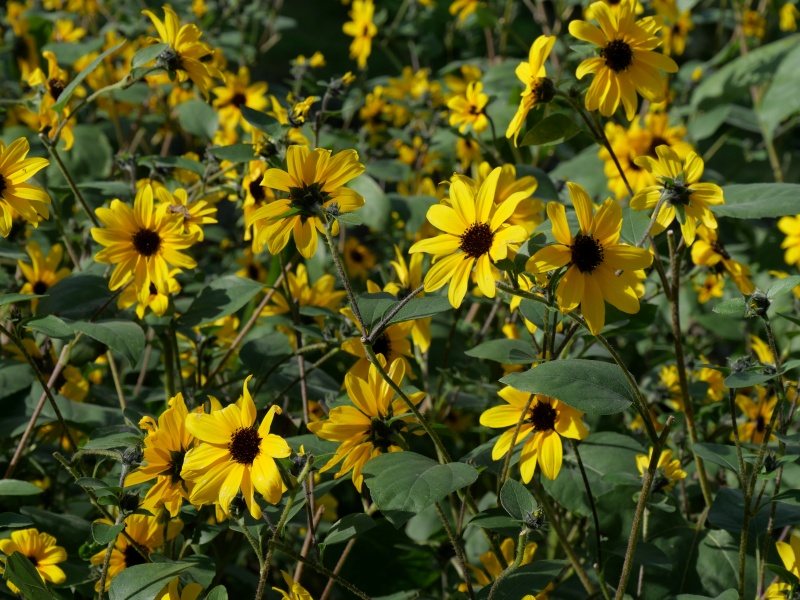 ヒマワリ サンフィニティー