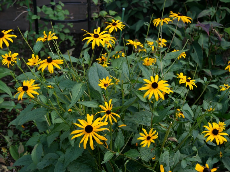 Rudbeckia fulgida var. sullivantii ‘Goldsturm’