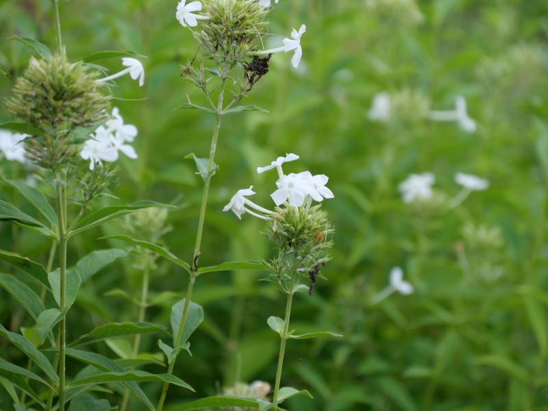 Phlox paniculata